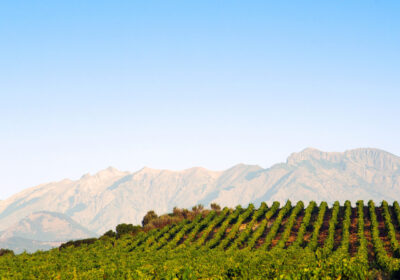 Parcours oenologique